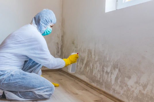 mold removal services in overland park ks